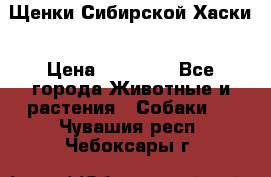 Щенки Сибирской Хаски › Цена ­ 20 000 - Все города Животные и растения » Собаки   . Чувашия респ.,Чебоксары г.